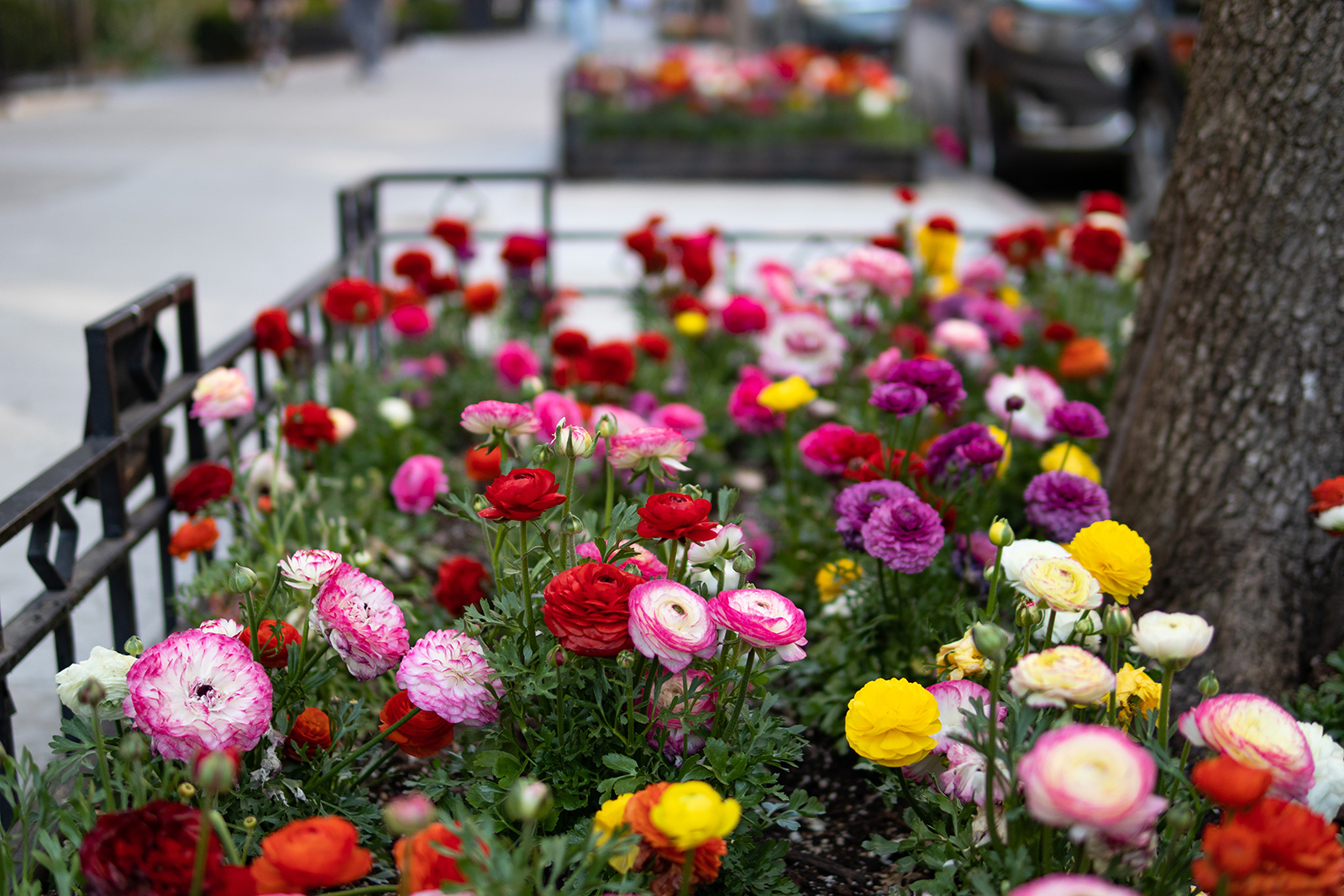 Landscape Design and Installation - Treasure Valley Landscape