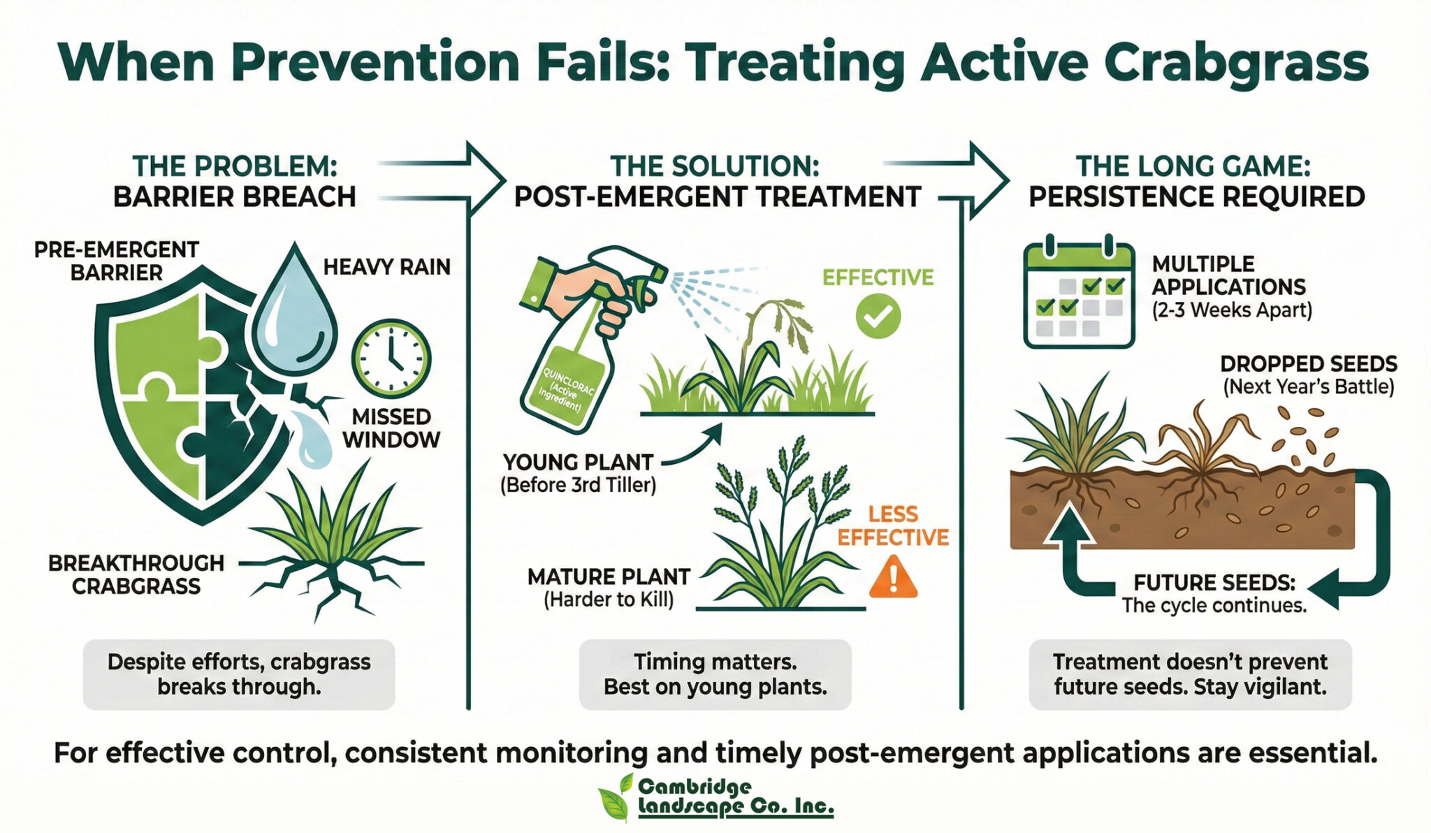 How to Get Rid of Crabgrass in Massachusetts Lawns