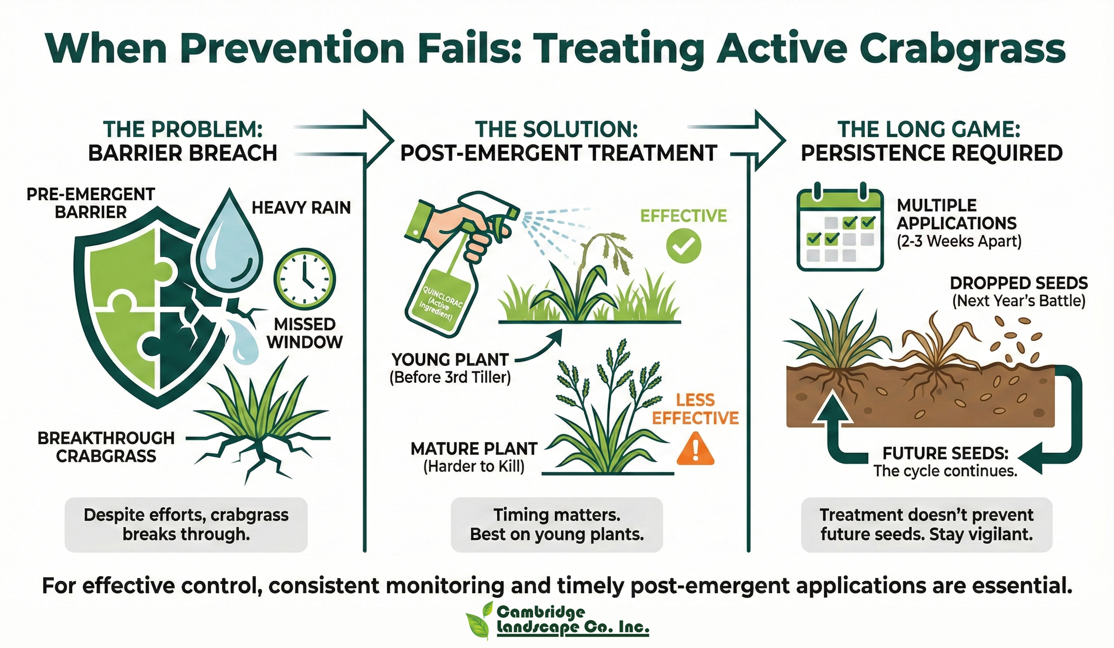 When Prevention Fails: Treating Active Crabgrass - Cambridge Landscape - Boston Metroplex, MA