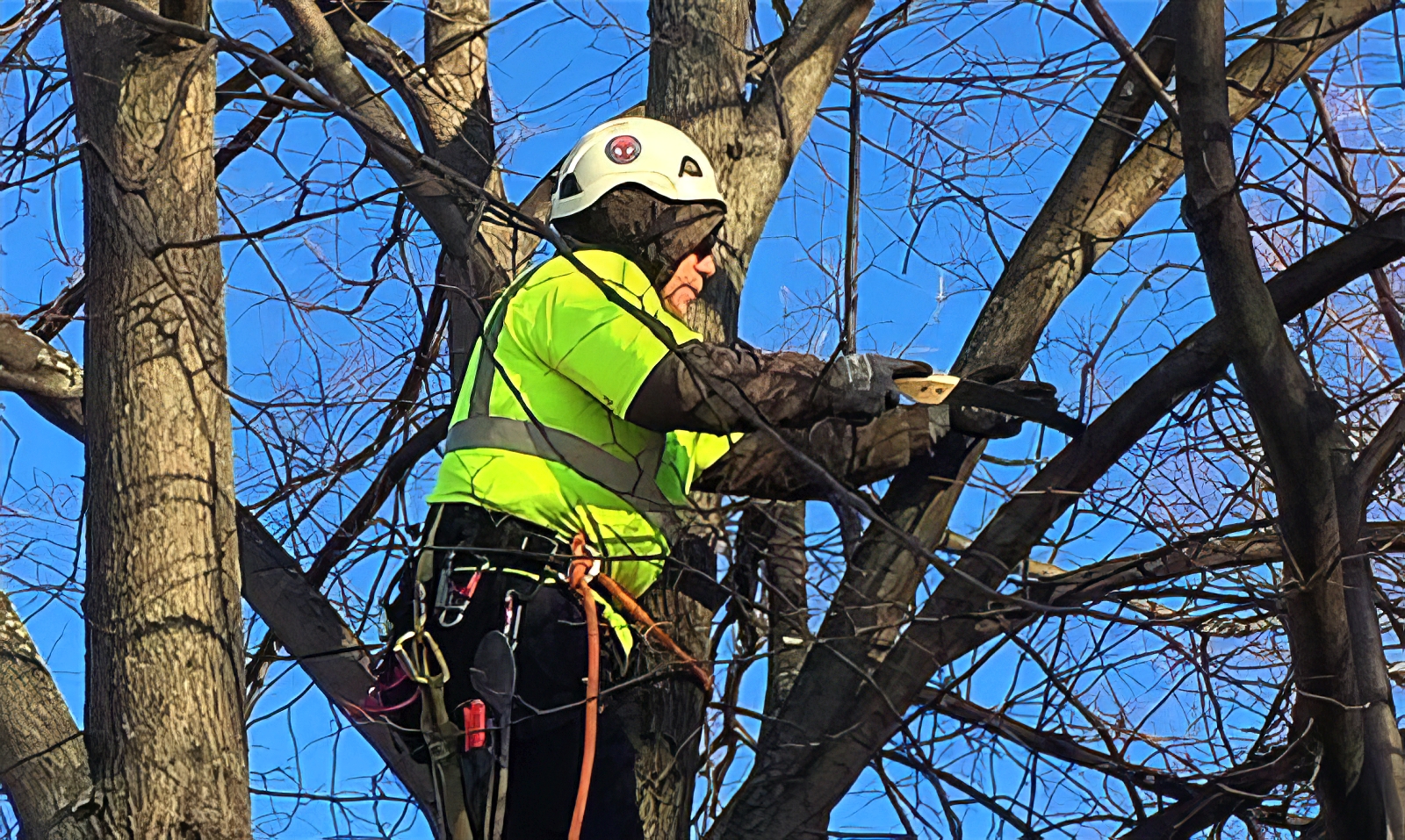 Tree Care Services - Cambridge Landscape Co - Serving the Greater Boston Metroplex - Suffolk County, MA